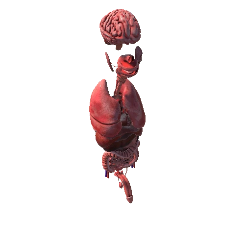 human organ system